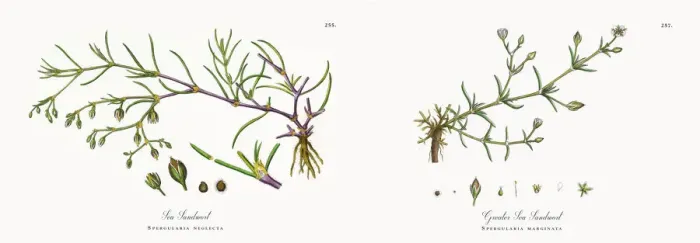 Framed Print : Sea Sandwort, Spergularia neglecta, Victorian Botanical Illustration, 1863 Framed Print : Sea Sandwort, Spergularia neglecta, Victorian Botanical Illustration, 1863