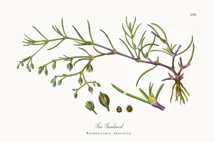 Framed Print : Sea Sandwort, Spergularia neglecta, Victorian Botanical Illustration, 1863 Framed Print : Sea Sandwort, Spergularia neglecta, Victorian Botanical Illustration, 1863
