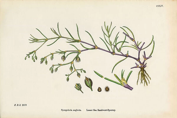 Sea Sandwort, Spergularia neglecta, Victorian Botanical Illustration, 1863