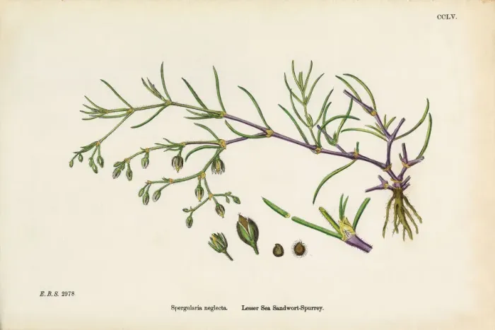 Framed Print : Sea Sandwort, Spergularia neglecta, Victorian Botanical Illustration, 1863 Framed Print : Sea Sandwort, Spergularia neglecta, Victorian Botanical Illustration, 1863