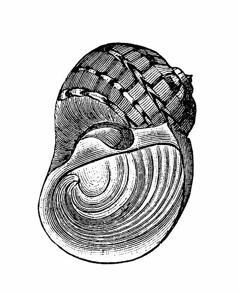 Sea shell (Naticarius canrena)