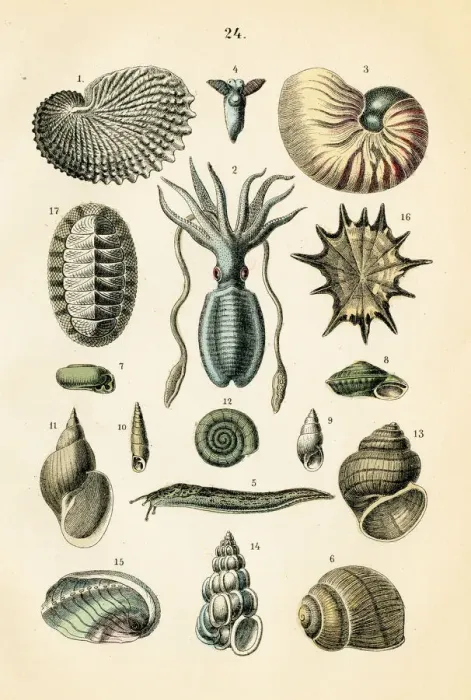 Framed Print : Sea snail, gastropods, squid engraving 1872 Framed Print : Sea snail, gastropods, squid engraving 1872