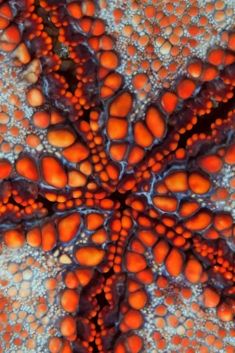 Framed Print : Sea star. Back side of sea star. Underwater close-up. Cambodia