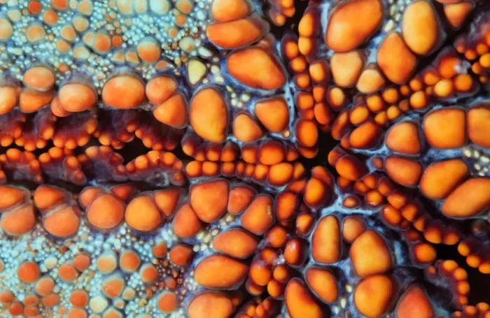 Framed Print : Sea star. Back side of sea star.Underwater close-up. Cambodia