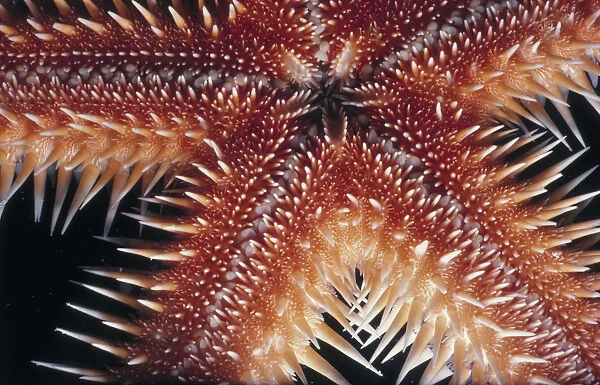 Sea Star. Jeff Rotman Underwater Photography, a