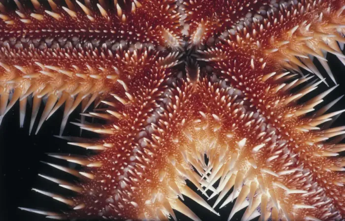 Framed Print : Sea Star. Jeff Rotman Underwater Photography, a Framed Print : Sea Star. Jeff Rotman Underwater Photography, a