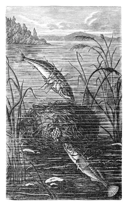 Framed Print : Sea stickleback (Gasterosteus leirus) Framed Print : Sea stickleback (Gasterosteus leirus)