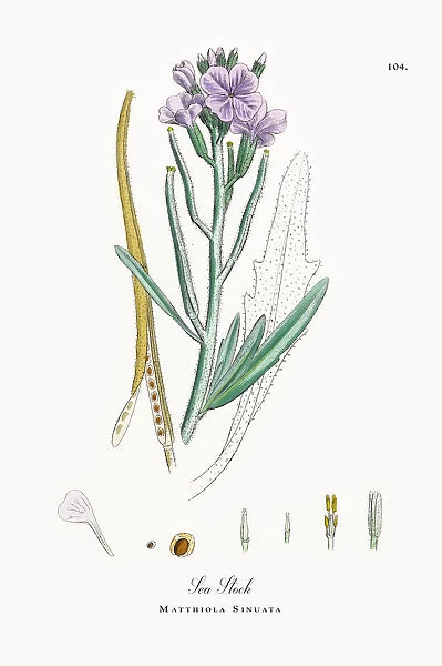 Sea Stock, Matthiola Sinuata, Victorian Botanical Illustration, 1863