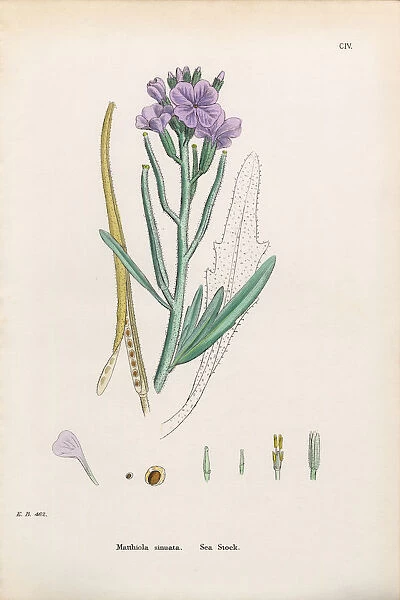 Sea Stock, Matthiola Sinuata, Victorian Botanical Illustration, 1863