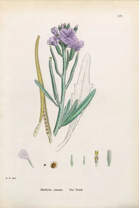 Framed Print : Sea Stock, Matthiola Sinuata, Victorian Botanical Illustration, 1863 Framed Print : Sea Stock, Matthiola Sinuata, Victorian Botanical Illustration, 1863