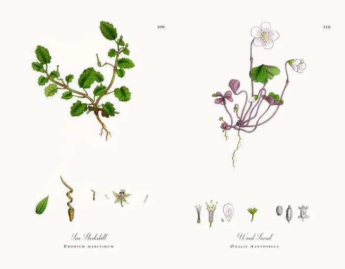 Framed Print : Sea Storksbill, Erodium maritimum, Victorian Botanical Illustration, 1863 Framed Print : Sea Storksbill, Erodium maritimum, Victorian Botanical Illustration, 1863