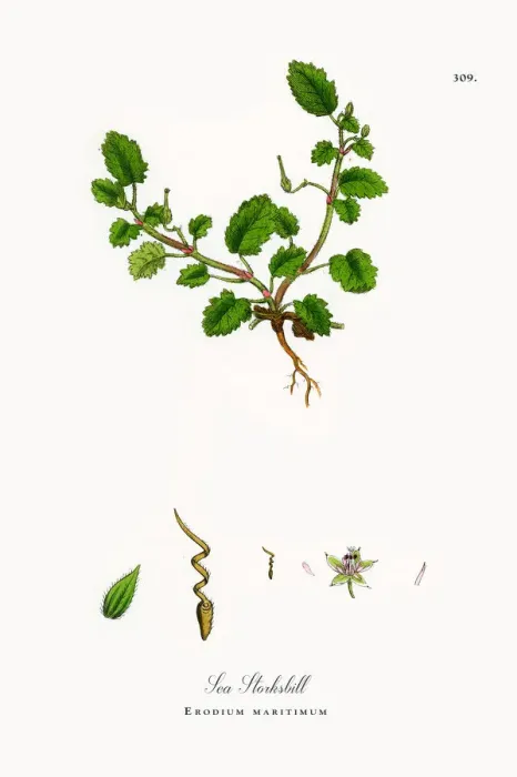 Framed Print : Sea Storksbill, Erodium maritimum, Victorian Botanical Illustration, 1863 Framed Print : Sea Storksbill, Erodium maritimum, Victorian Botanical Illustration, 1863