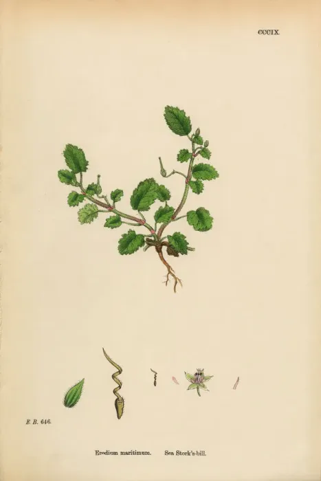 Framed Print : Sea Storksbill, Erodium maritimum, Victorian Botanical Illustration, 1863 Framed Print : Sea Storksbill, Erodium maritimum, Victorian Botanical Illustration, 1863