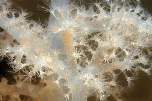 Sea Strawberry -Gersemia rubiformis-, soft coral, White Sea, Karelia, Russia