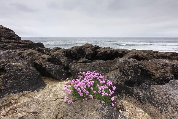 Sea Thrift (Armeria maritima), coast near Lisdoonvarna, Burren, County Clare, Ireland, Europe