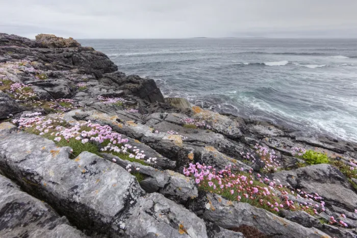 Framed Print : Sea Thrift (Armeria maritima), coast near Lisdoonvarna, Burren, County Clare, Ireland, Europe Framed Print : Sea Thrift (Armeria maritima), coast near Lisdoonvarna, Burren, County Clare, Ireland, Europe