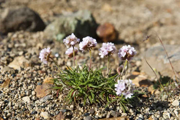 Framed Print : Sea Thrift or Sea Pink -Armeria maritima-, tundra, Landmannalaugar, Highlands, Sudurland, Iceland