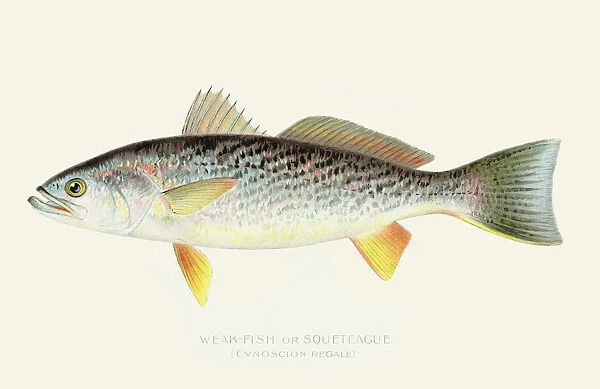 Sea trout illustration 1898