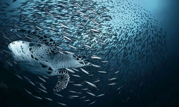 Sea turtle and huge group of sardines