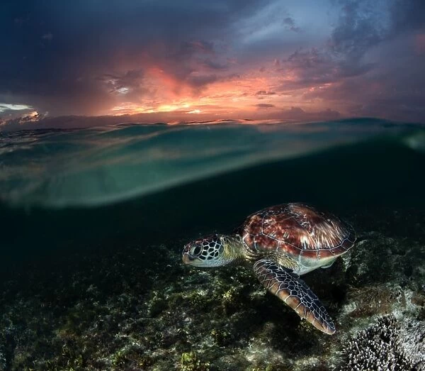 Sea turtle at sunset
