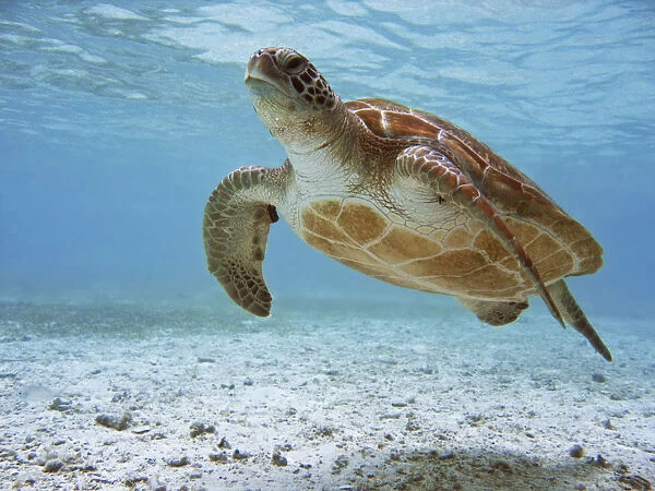 Sea Turtle, Tubbataha UNESCO World Heritage Reef