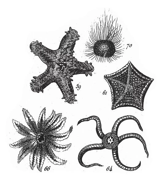Sea Urchin, Starfish, Representatives of the Phyla Mollusca, Echindermata, Ctenophora