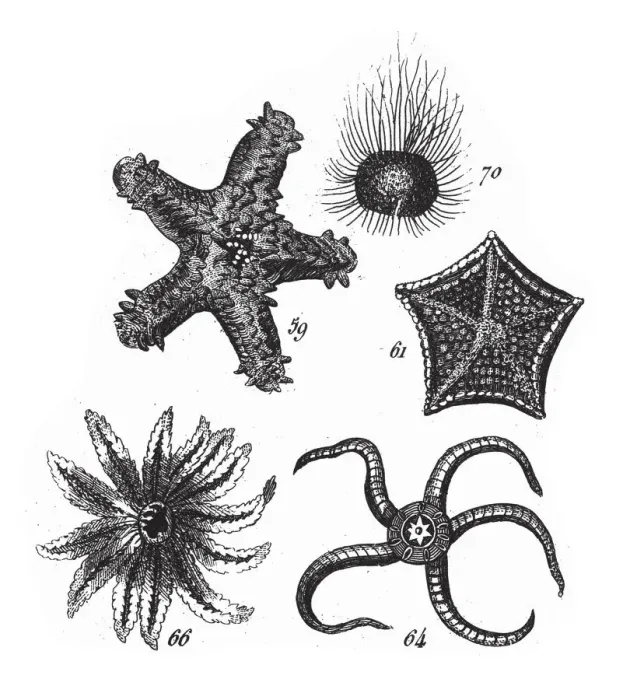 Framed Print : Sea Urchin, Starfish, Representatives of the Phyla Mollusca, Echindermata, Ctenophora Framed Print : Sea Urchin, Starfish, Representatives of the Phyla Mollusca, Echindermata, Ctenophora