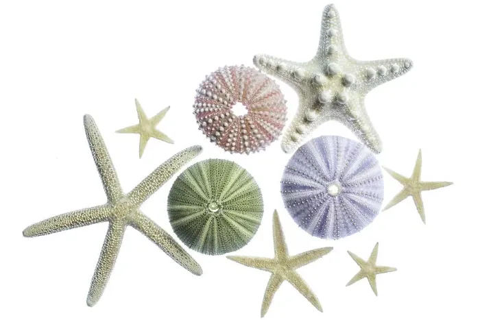 Framed Print : Sea urchins and starfish Framed Print : Sea urchins and starfish