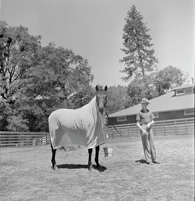 Framed Print : Seabiscuit Framed Print : Seabiscuit