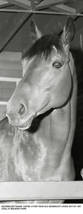 Framed Print : Seabiscuit Inside Stall Framed Print : Seabiscuit Inside Stall