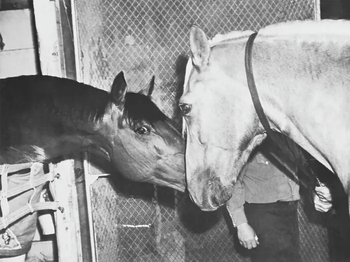 Framed Print : Seabiscuit Nuzzling Pumpkin Framed Print : Seabiscuit Nuzzling Pumpkin