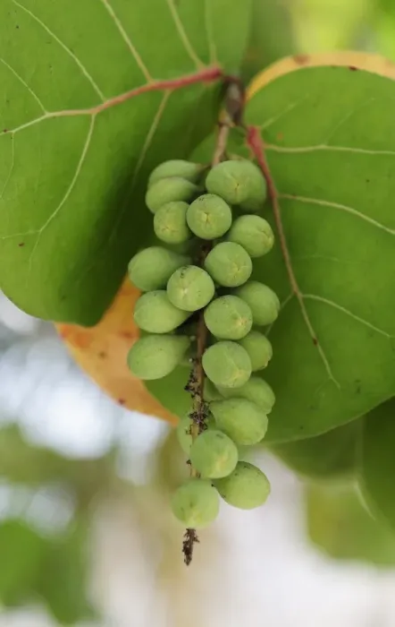 Framed Print : Seagrape and Baygrape (Coccoloba uvifera), Dominican Republic, Caribbean Framed Print : Seagrape and Baygrape (Coccoloba uvifera), Dominican Republic, Caribbean