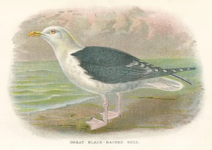 Framed Print : Seagull birds from Great Britain 1897 Framed Print : Seagull birds from Great Britain 1897