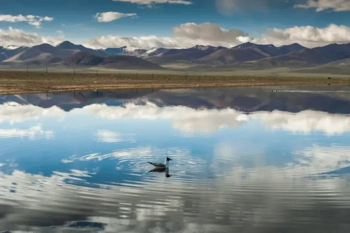 Framed Print : Seagull floating in Namtso lake Framed Print : Seagull floating in Namtso lake