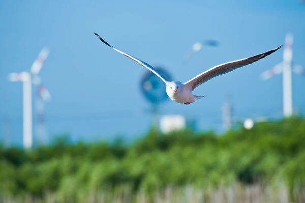 A seagull flying
