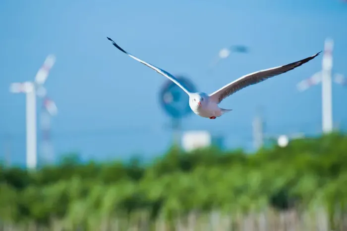 Framed Print : A seagull flying