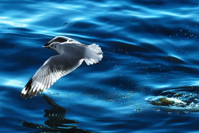 Framed Print : A seagull flying Framed Print : A seagull flying