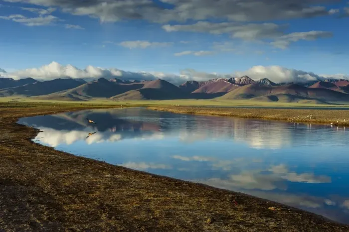 Framed Print : Seagull flying over Namtso lake Framed Print : Seagull flying over Namtso lake