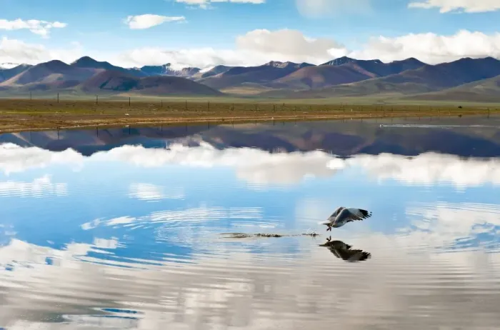 Framed Print : Seagull flying over Namtso lake, Tibet