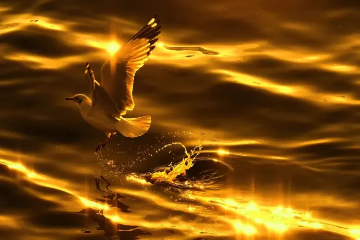 Framed Print : A seagull in golden tone Framed Print : A seagull in golden tone