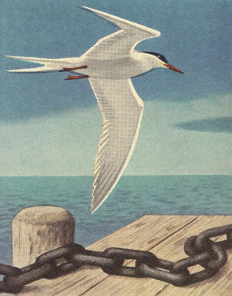 Seagull Near Dock