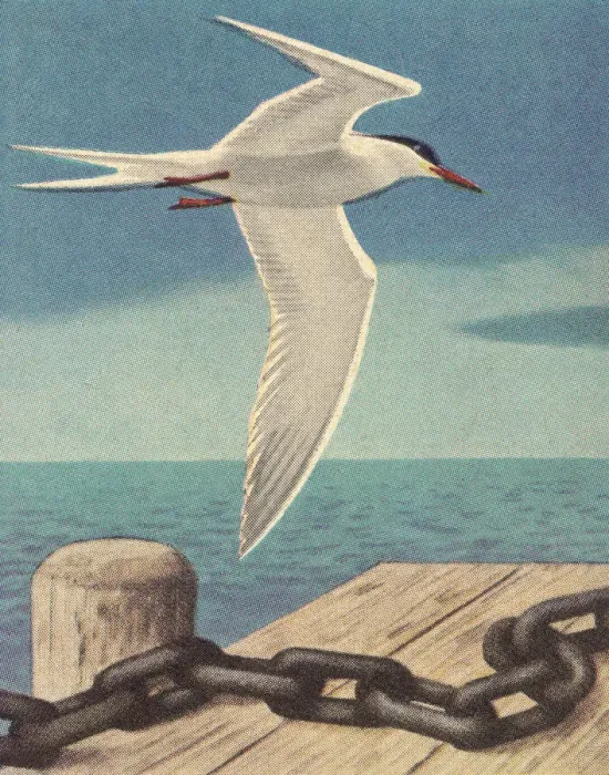 Framed Print : Seagull Near Dock Framed Print : Seagull Near Dock