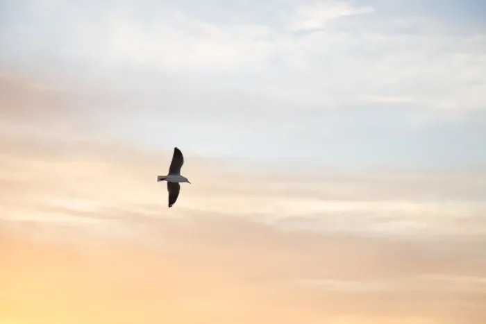 Framed Print : Seagull, Seapoint, flying, seabird, blue, orange, sky, sunset, clouds, spread, wings Framed Print : Seagull, Seapoint, flying, seabird, blue, orange, sky, sunset, clouds, spread, wings
