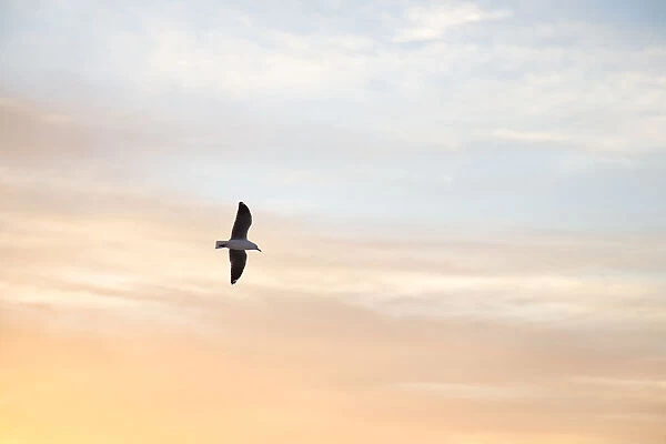 Seagull, Seapoint, flying, seabird, blue, orange, sky, sunset, clouds, spread, wings
