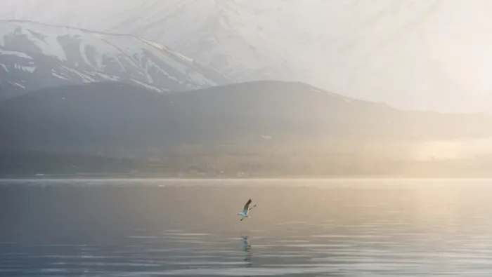 Framed Print : Seagull seizing over lake Van