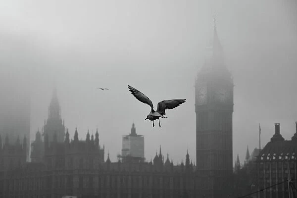 Seagull Over Westminster