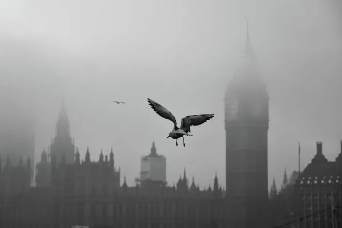 Framed Print : Seagull Over Westminster Framed Print : Seagull Over Westminster