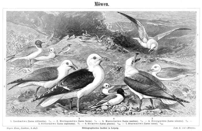Framed Print : Seagulls engraving 1897 Framed Print : Seagulls engraving 1897