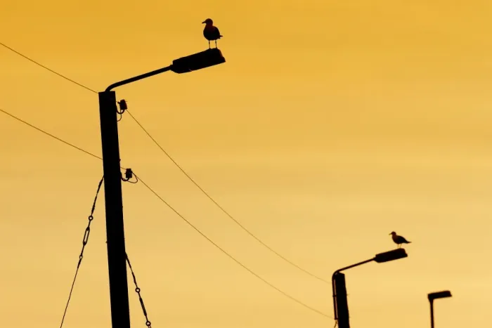 Framed Print : Seagulls on power poles, Vioareioi, Viooy, Faroe Islands, Denmark Framed Print : Seagulls on power poles, Vioareioi, Viooy, Faroe Islands, Denmark