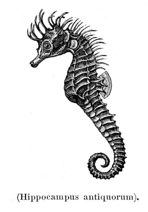 Framed Print : Seahorse engraving 1897